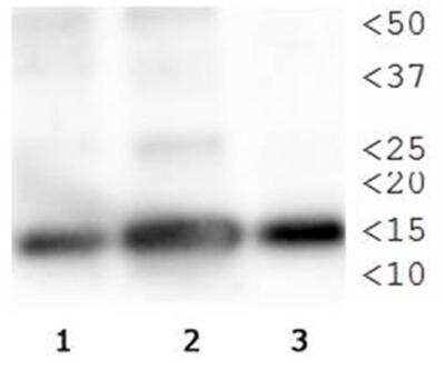 Western Blot: Histone H3 [p Thr3, Monomethyl Lys4] AntibodyBSA Free [NB21-1012]